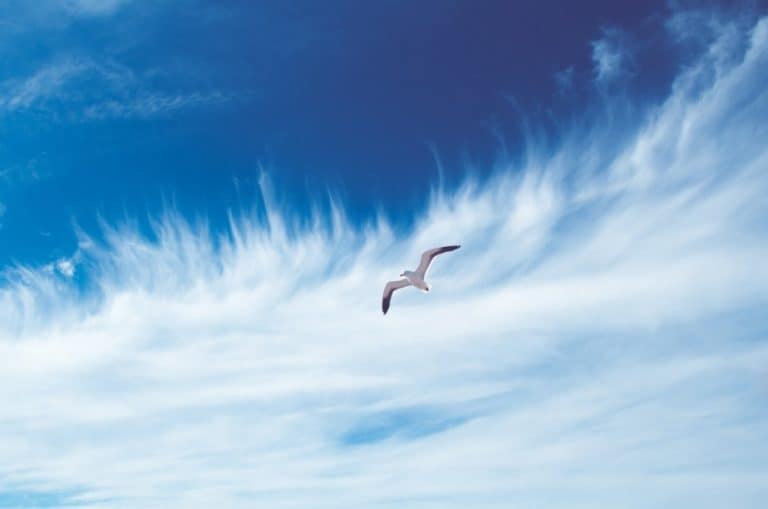 Seagull flying over a clear blue sky with wispy clouds, representing freedom and growth in Suffolk b.