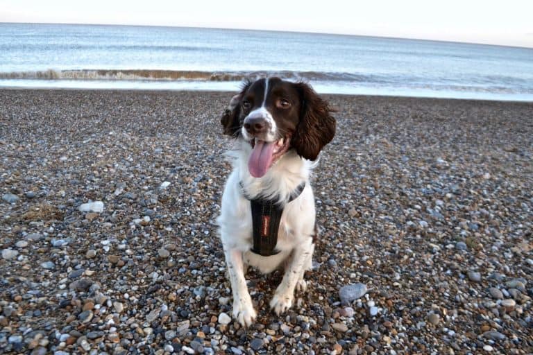 National Pet Month Suffolk