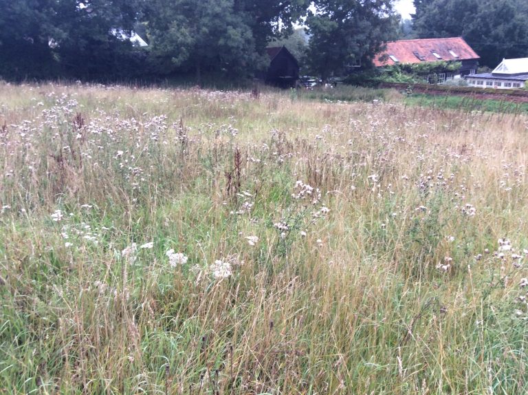 Rural Suffolk field with wildflowers and tall grass near village homes.