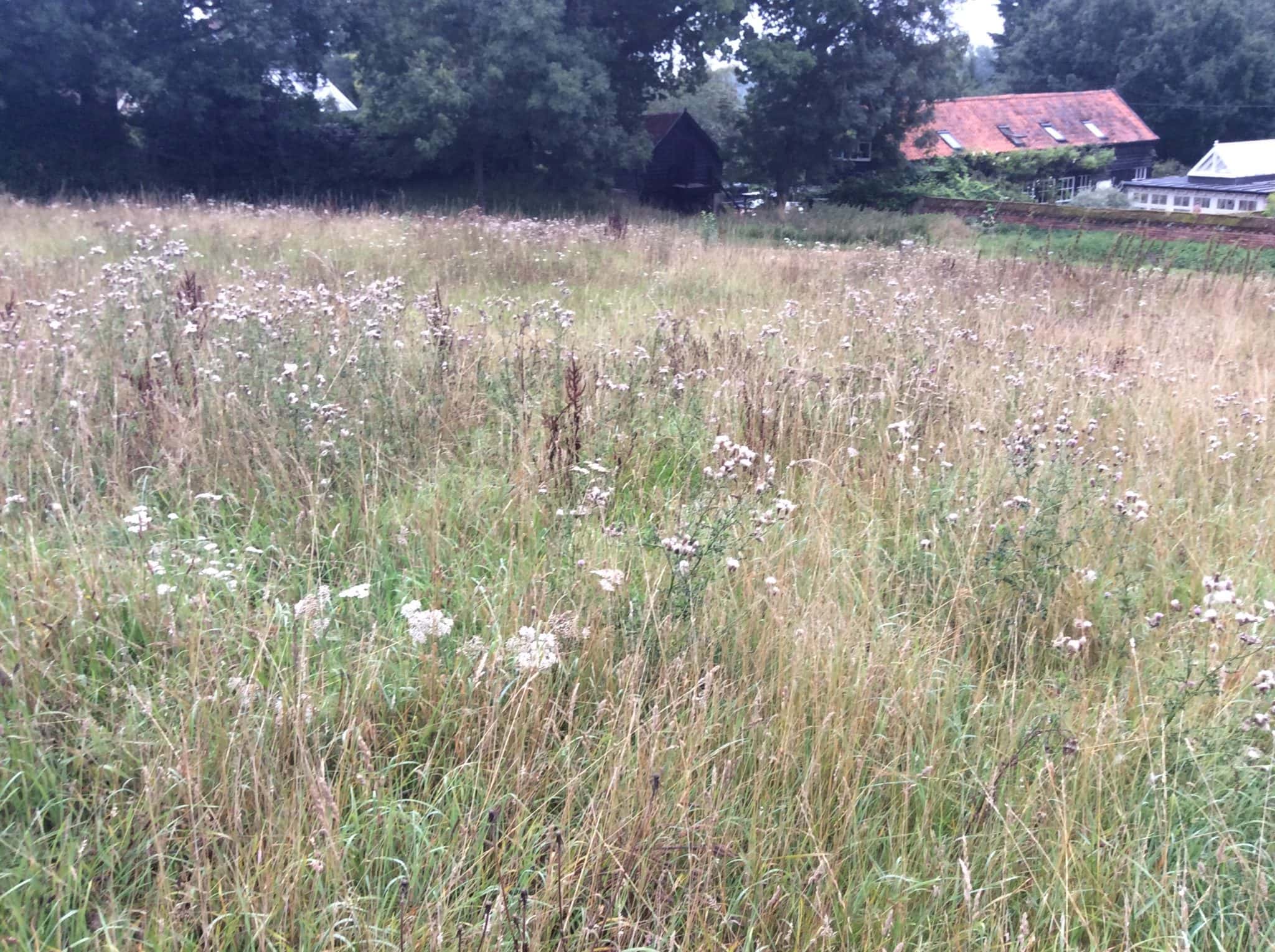 Rural Suffolk field with wildflowers and tall grass near village homes.