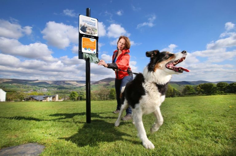 Bus stop in Suffolk countryside with woman and Border Collie dog.