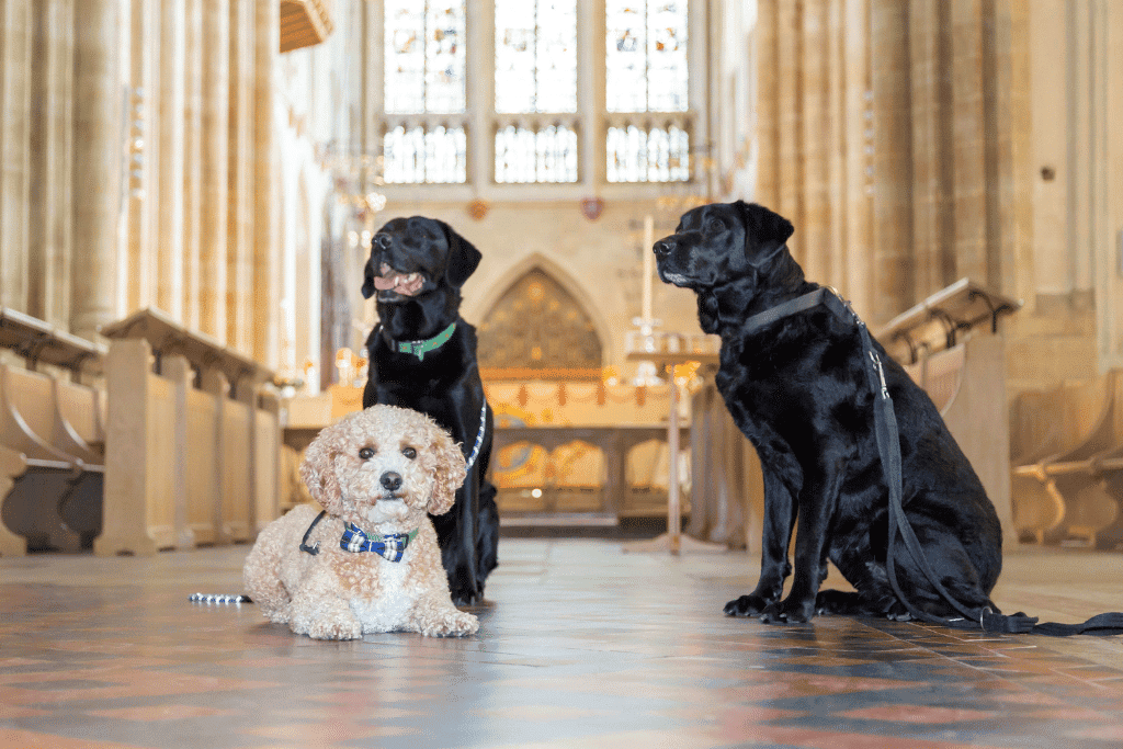 Bury St Edmunds shortlisted for national dog friendly award - dogs on a lead are allowed in St Edmundsbury Cathedral (photo Phil Morley)