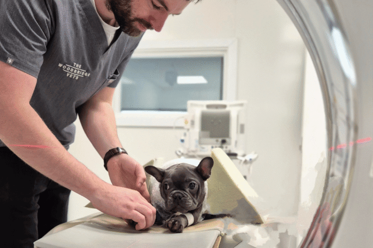 Local vets allow behind the scenes access to celebrate third birthday